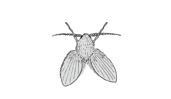 チョウバエ類​