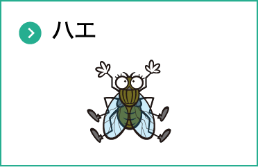ハエ