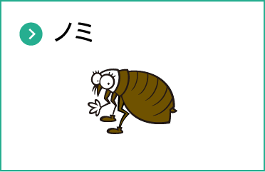 ノミ