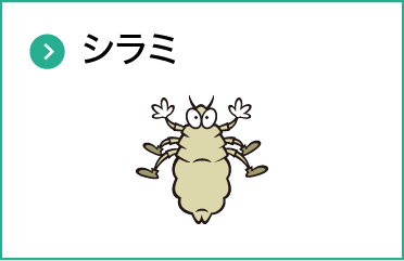 シラミ