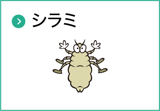 シラミ