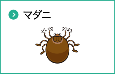 マダニ