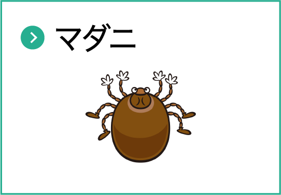 マダニ